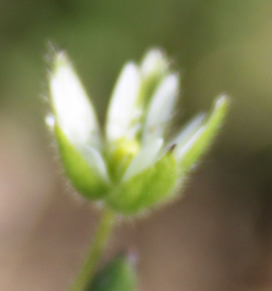 Stellaria media (L.) Vill.